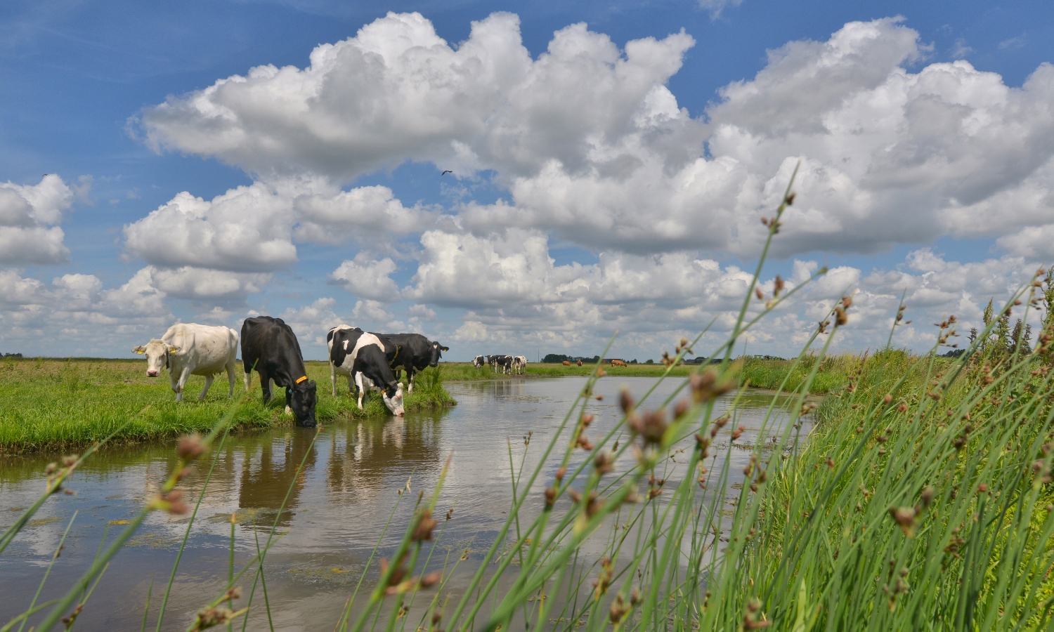 Fotobehang Nederland Waterland